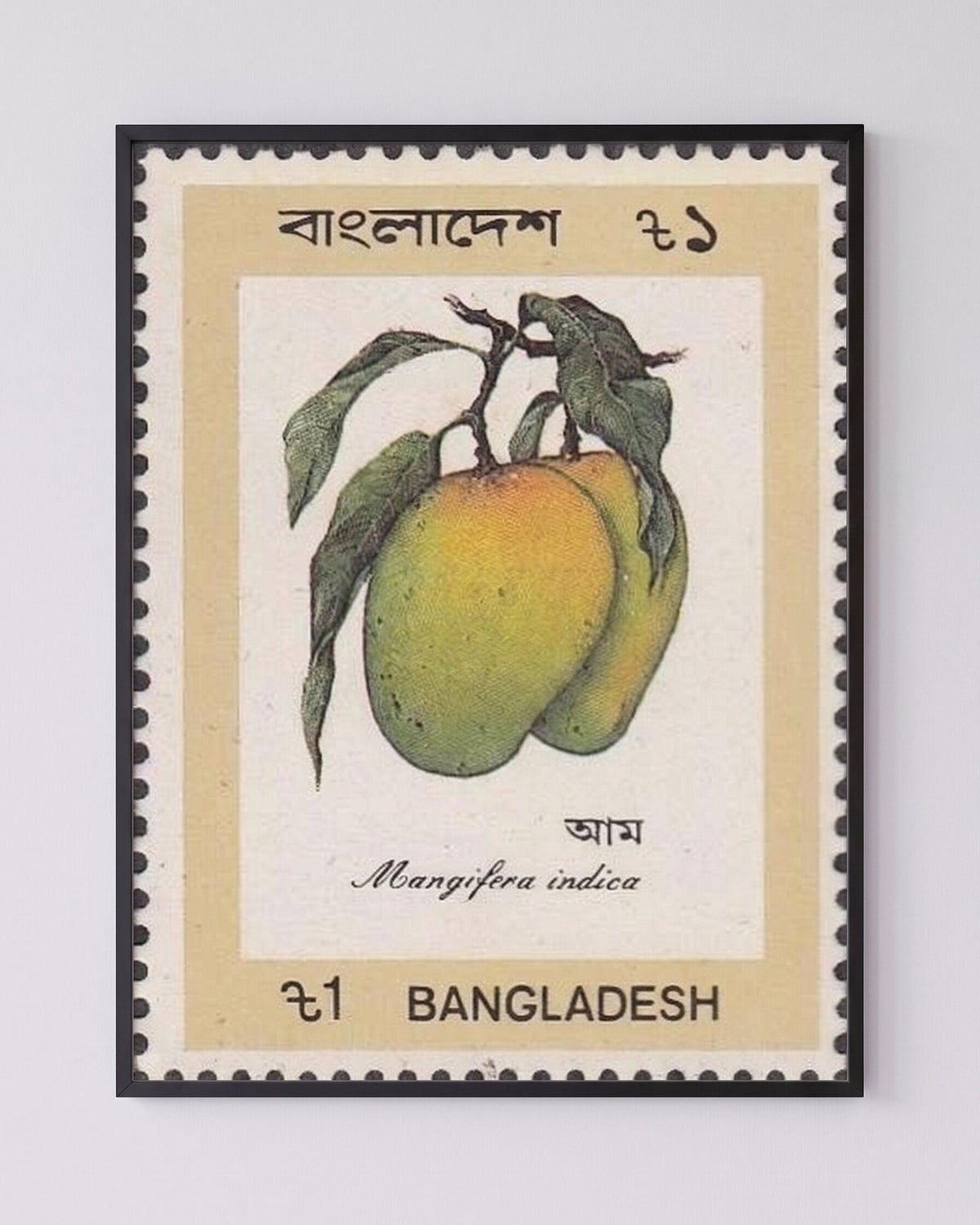 A vintage-style Bangladesh postage stamp featuring an illustration of a mango tree branch with two green-yellow mangoes, printed on a cream background with a black perforated border and the text 'Bangladesh', '61', 'Mangifera indica', and '61 BANGLADESH'.